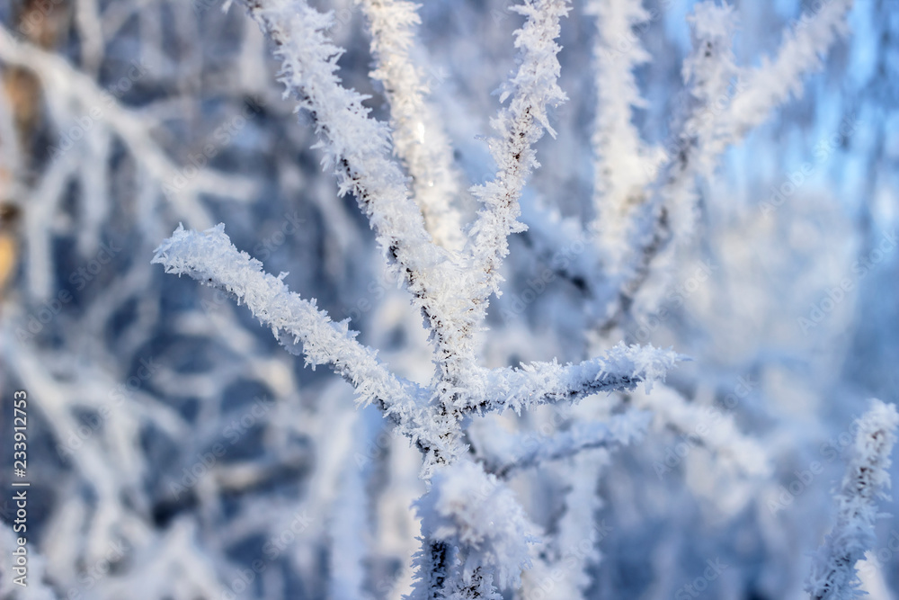 snow covered tree branches