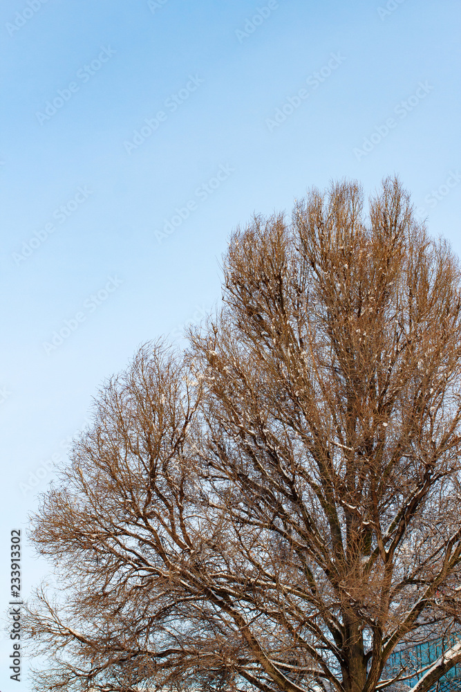 background of trees for a double exposure, trees against the sky, branches on a homogeneous blue background, many branches, branches in snow, snow on branches, snow on trees background of trees for a double exposure, trees against the sky, branches on a homogeneous blue background, many branches, branches in snow, snow on branches, snow on trees