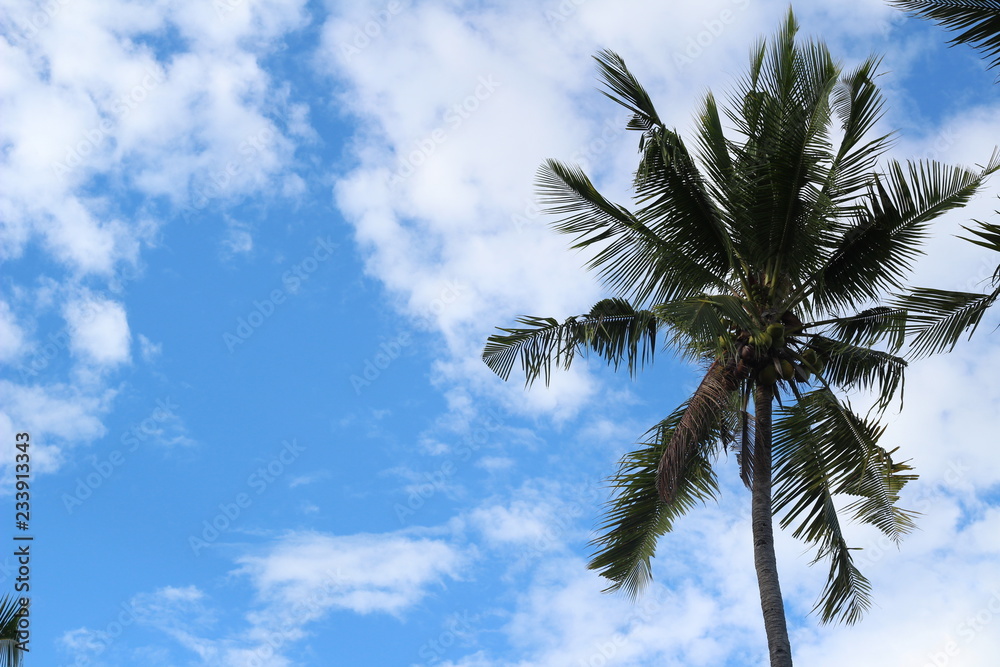 palm trees against blue sky