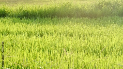 Silhouette warm light in lately evening with green paddy field in Thailand for background texture 