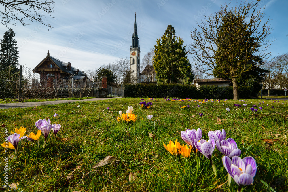 Beautiful spring Crocus flowers in front of  St Jakob Catholic church in Cham town village dorf stadt, Canton of Zug, Switzerland