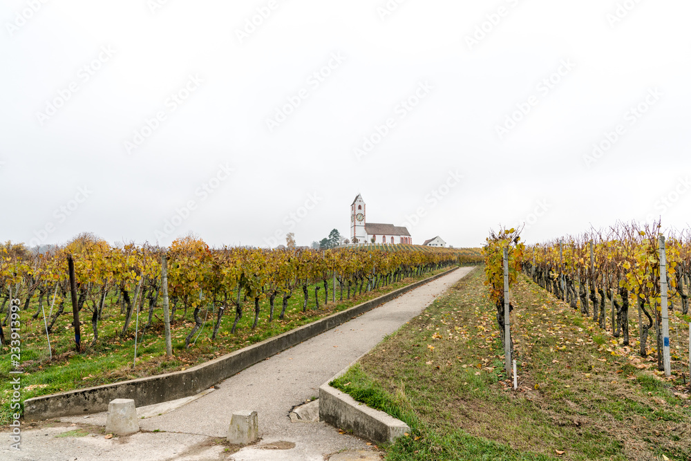 panorama view of a picturesque white country church surrounded by golden vineyard pinot noir grapevine landscape with a country road in the foreground panorama view of a picturesque white country church surrounded by golden vineyard pinot noir grapevine landscape with a country road in the foreground