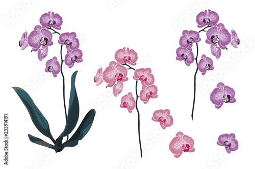Violet and Pink Orchid Tropical Flowers branch in Watercolor Style isolated on white background. 