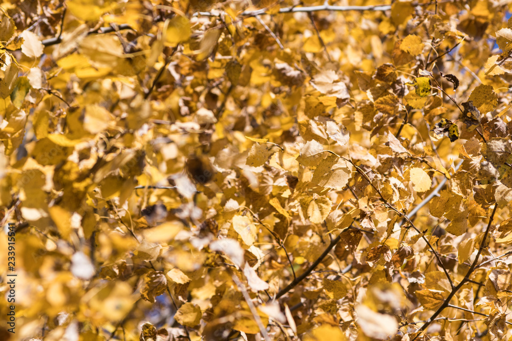 Many leaves full of colors during autumn Many leaves full of colors during autumn