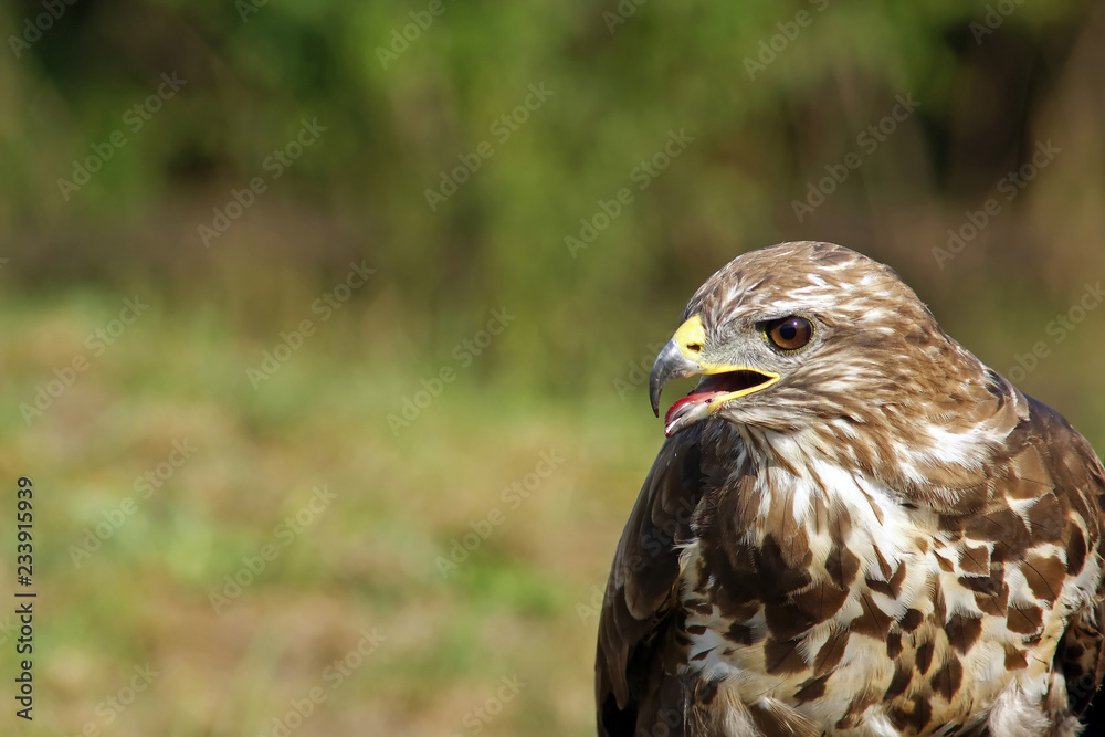 Falcon Falcon