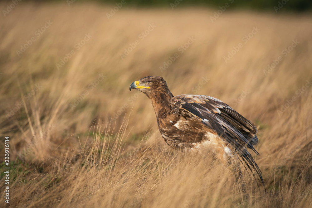 Obraz premium Steppe eagle, Aquila nipalensis