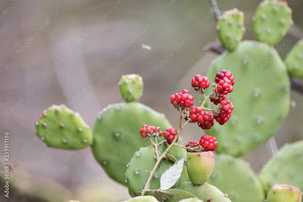 Red wild raspberries with green leaves and prickly pears Red wild raspberries with green leaves and prickly pears
