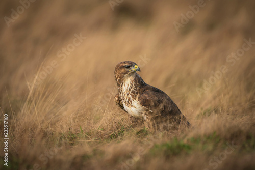 Common buzzard