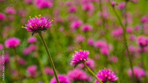 Pink flower background