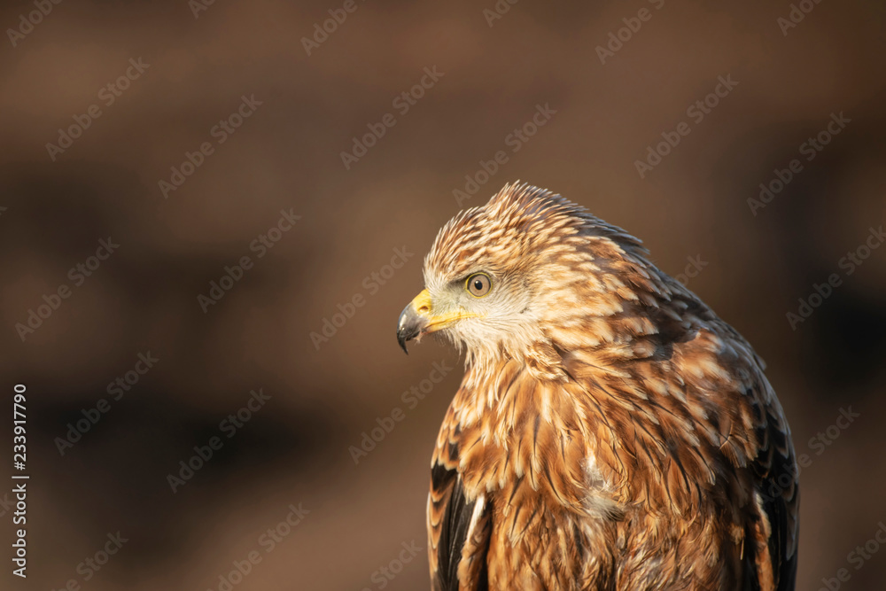 Red kite, Milvus milvus