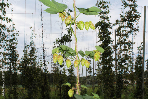 hop plant climbing up string
