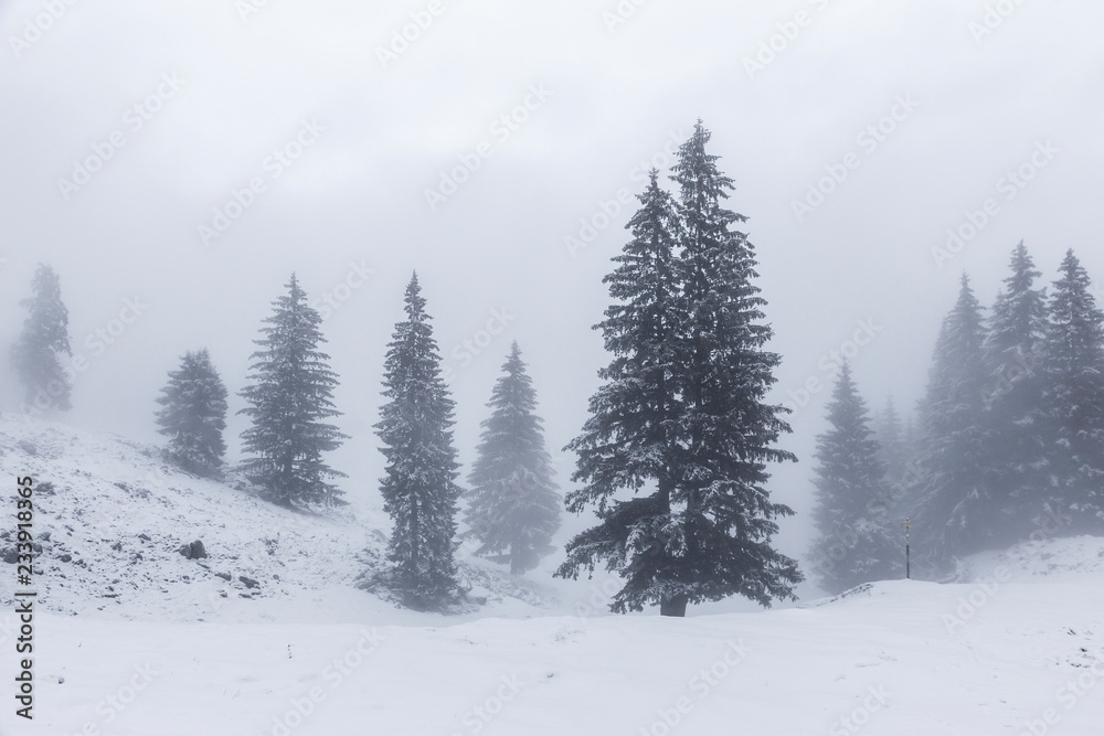 Tall pine trees in white mist in the Carpathian mountains