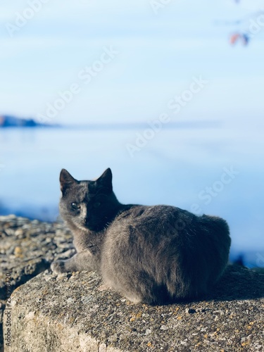 cat on beach