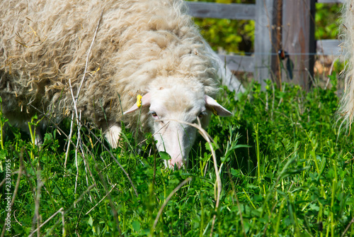 flock of skudde sheep. skudde are one of the oldest domesticated sheep races and listed in the IUCN red list of threatened  species photo