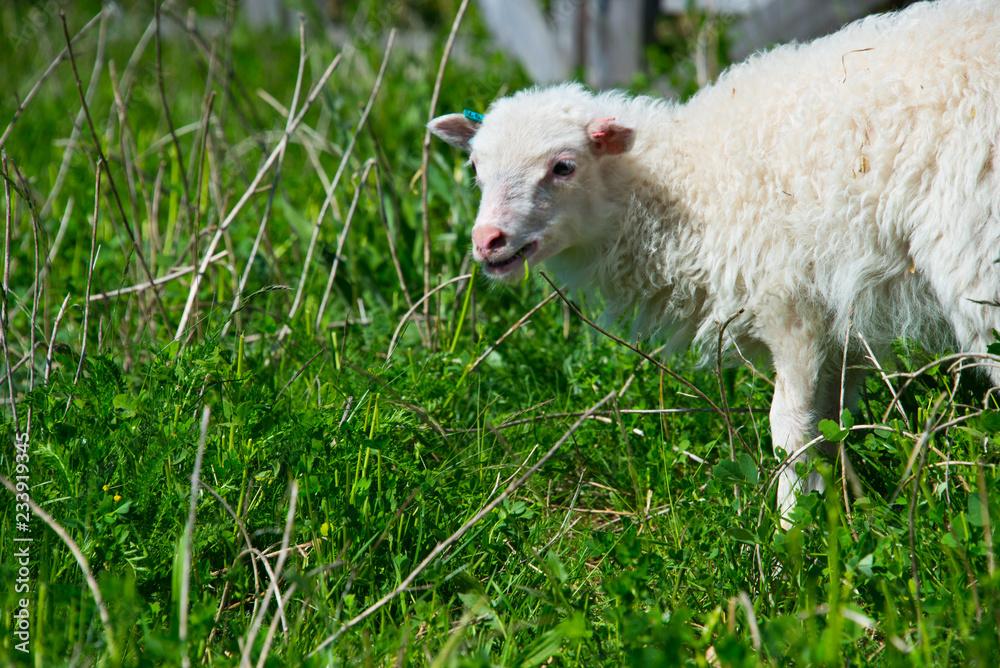 Obraz premium flock of skudde sheep. skudde are one of the oldest domesticated sheep races and listed in the IUCN red list of threatened species