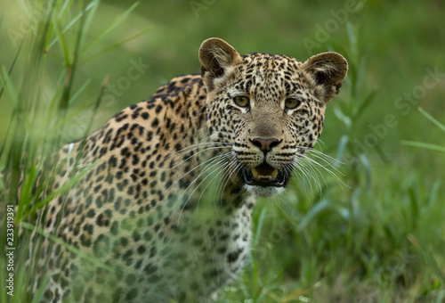 Leopard portrait