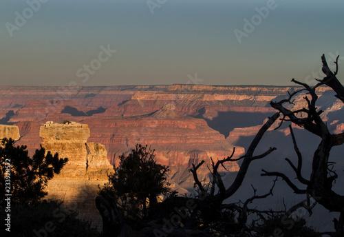 Grand Canyon with silhouette of trees