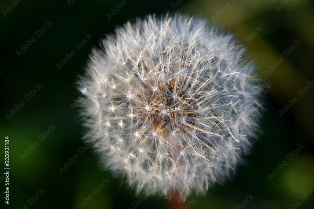 dandelion on green background