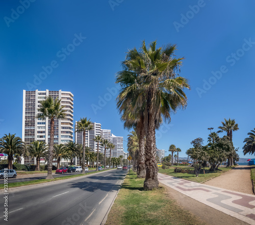 Palm Trees at San Martin Avenue - Vina del Mar, Chile © diegograndi