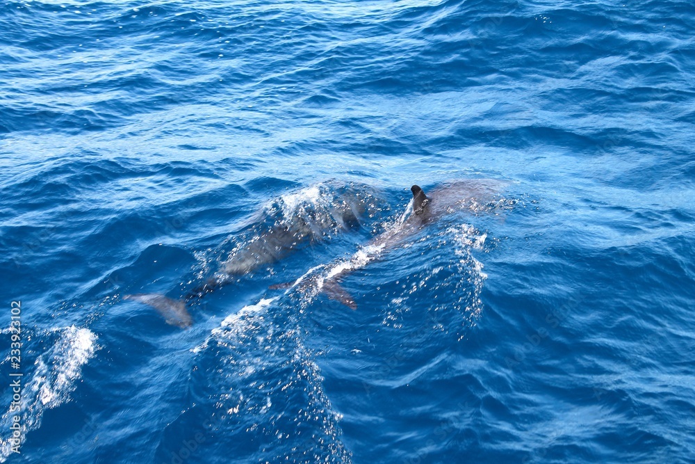 dolphins in water