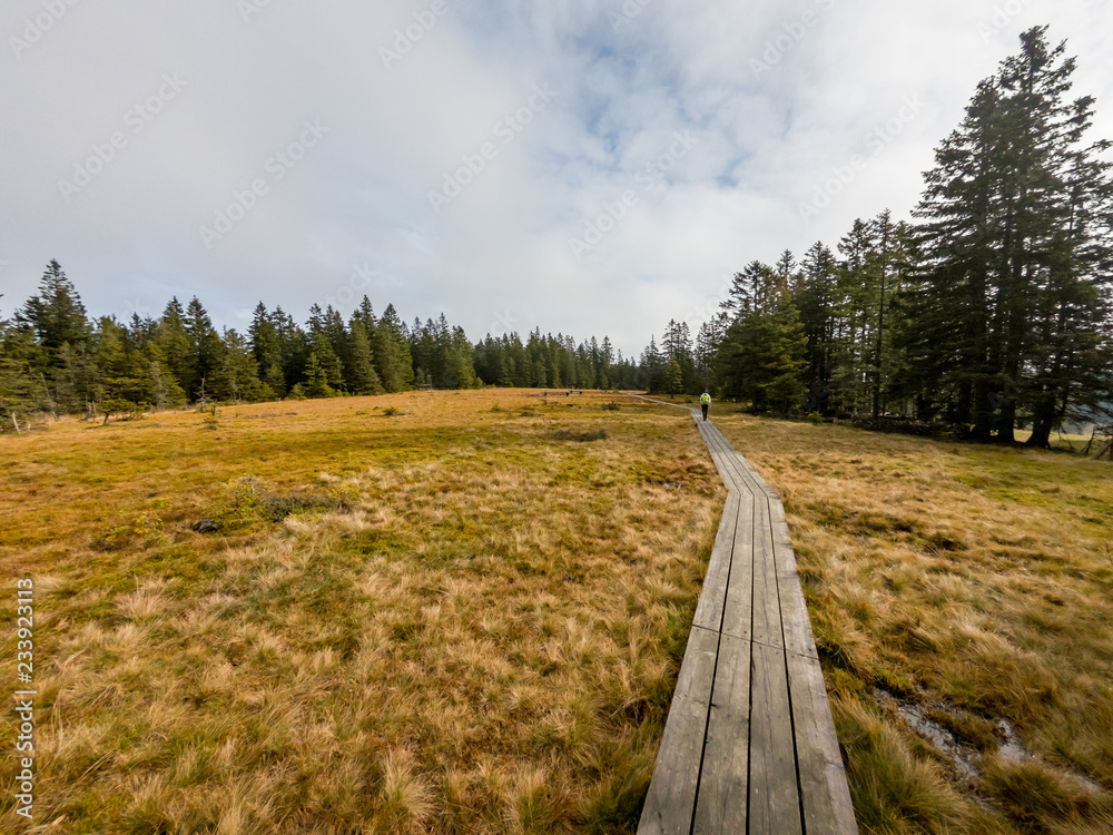 Wooden boardwalk crossing marshes surrounded with pine trees.