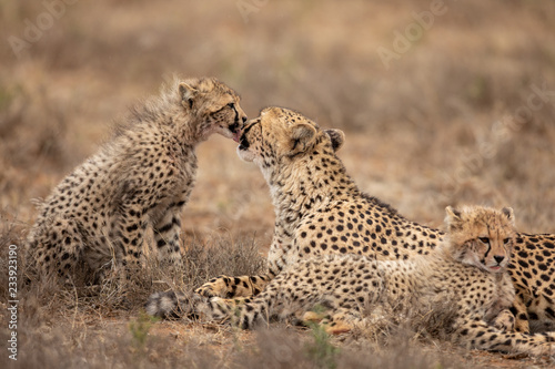 Grooming cheetahs