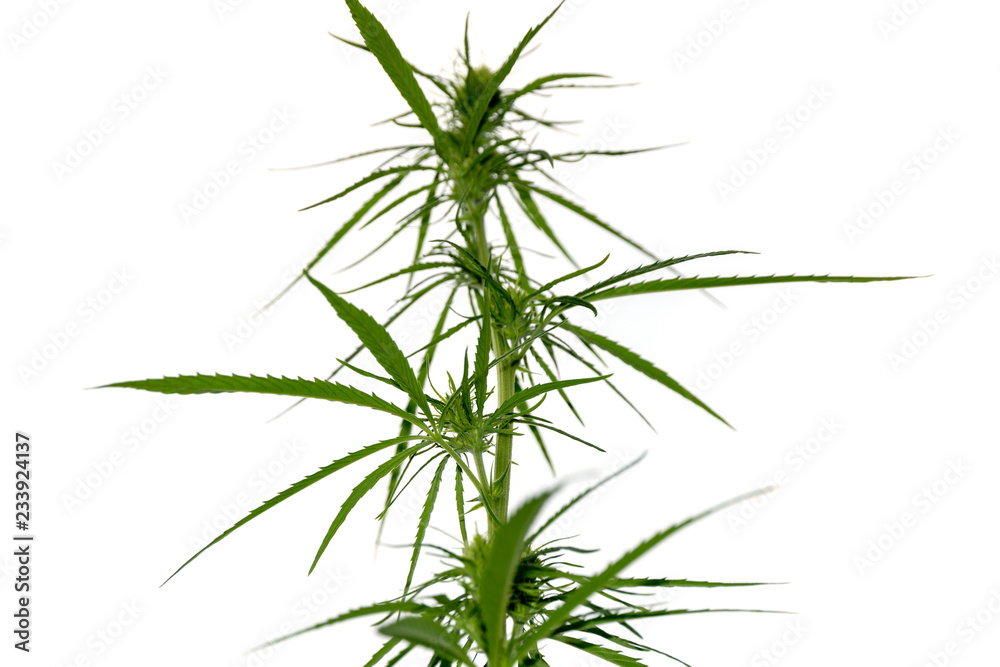 Fototapeta premium Marijuana plant on white background, cannabis legalization.