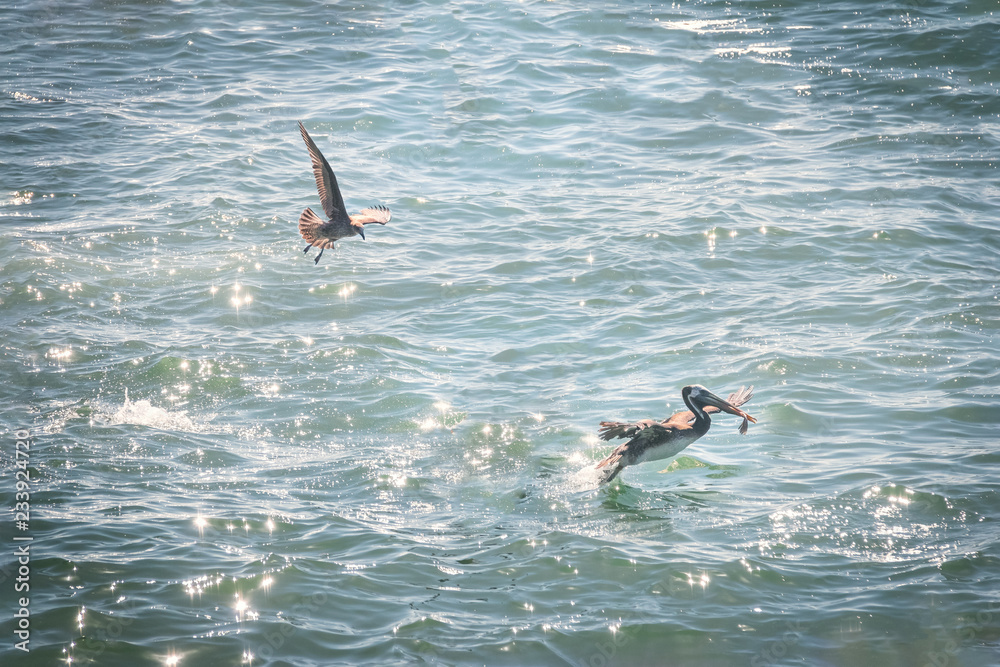 Obraz premium Brown Pelican eating a fish - Vina del Mar, Chile