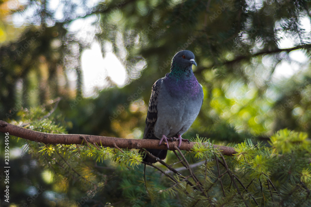 Fototapeta premium Very beautiful pigeon sitting on a branch