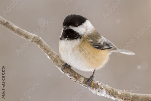 A black capped chickadee perched on a branch