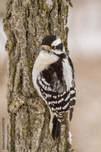 A downy woodpecker on a small tree