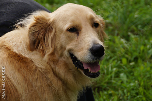Cute funny golden retriever dog lying with tongue out on grass in the park