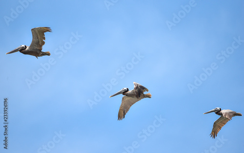 Brown Pelican  Pelecanus occidentalis  flying overhead in bright sky along coastal waters in Panama.