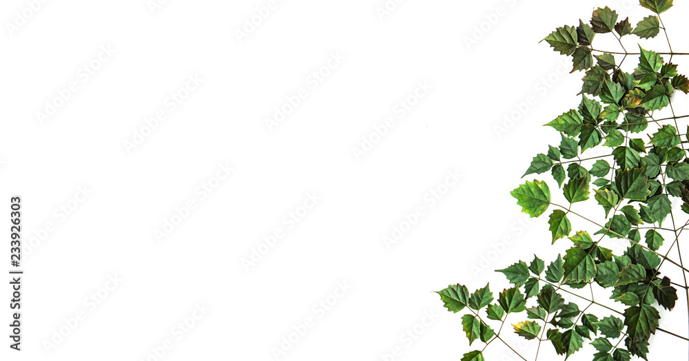 Side border of fresh green leaves isolated on white background with space for text