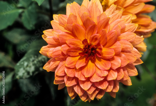 Fototapeta Naklejka Na Ścianę i Meble -  Dahlia, variété Melba
