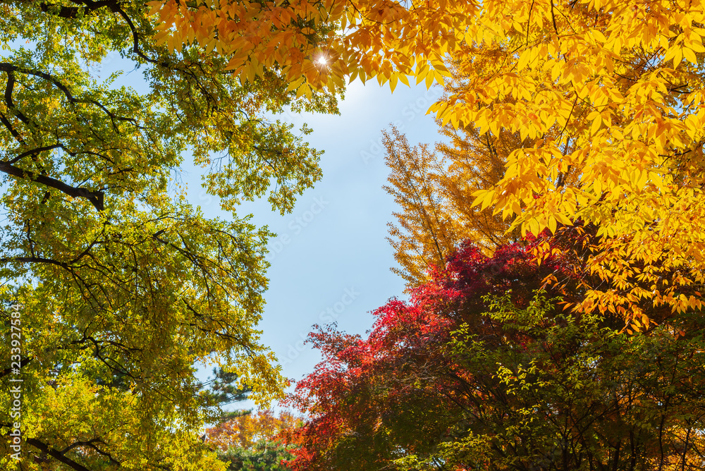 Look up view of colorful autumn leaves with blue sky background