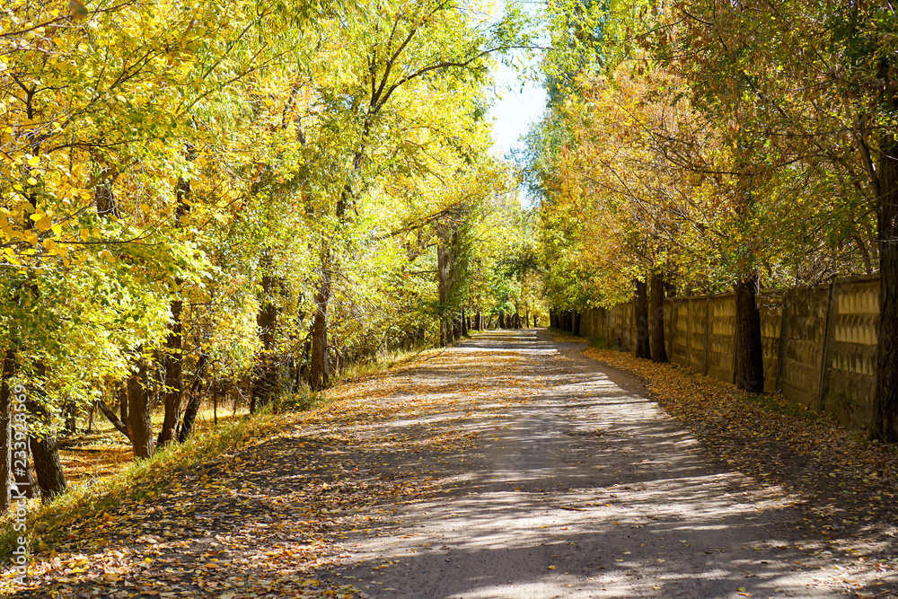 Fototapeta premium The road to the autumn forest on the way to the island in Volgograd