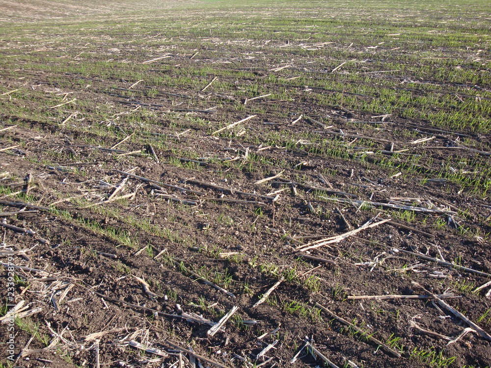 Summer end morning rapes field background after harvest Summer end morning rapes field background after harvest