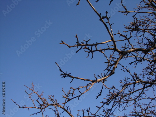 Dry tree in the background blue sky