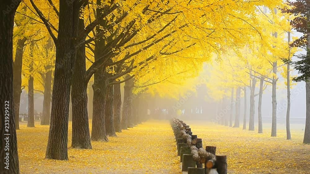 Sunrise Autumn at Nami island ,Seoul Korea
