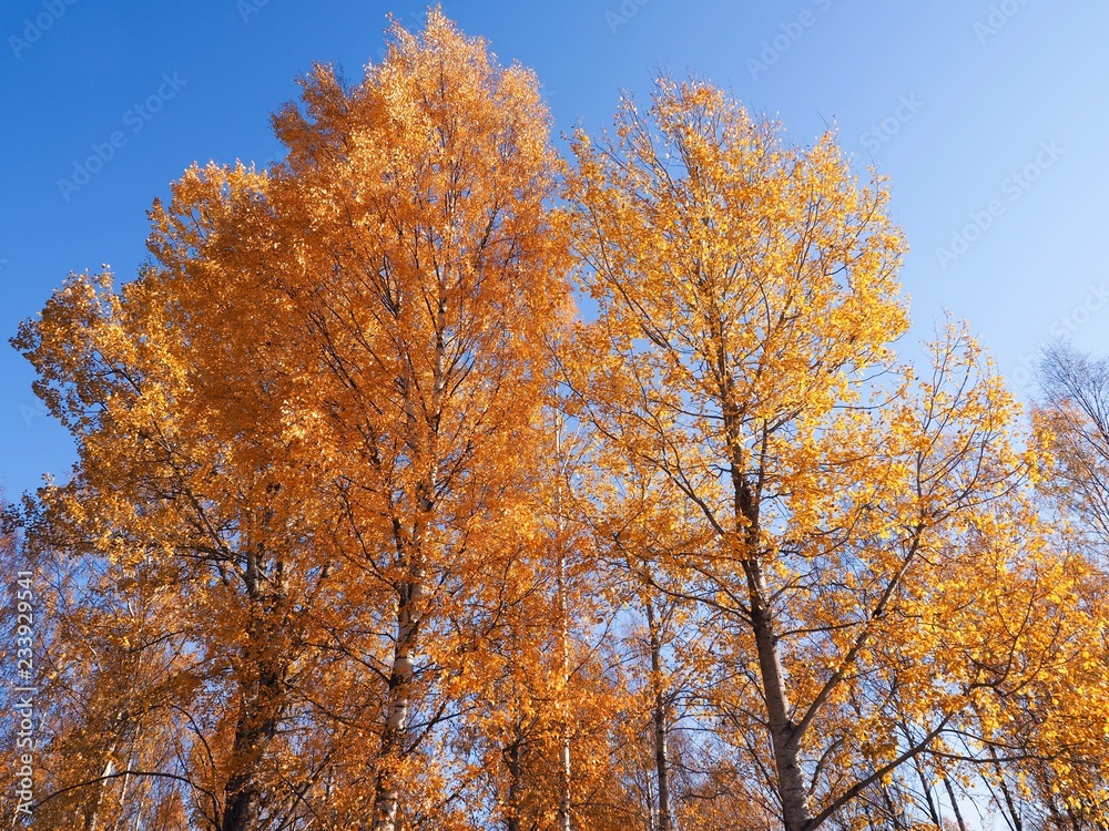 Birch tree in autumn fall with golden color Birch tree in autumn fall with golden color