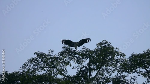 Greater Adjutant (Leptoptilos dubius), also known as Marabou Stork Drying Wet Wings Sitting on Top of Tree