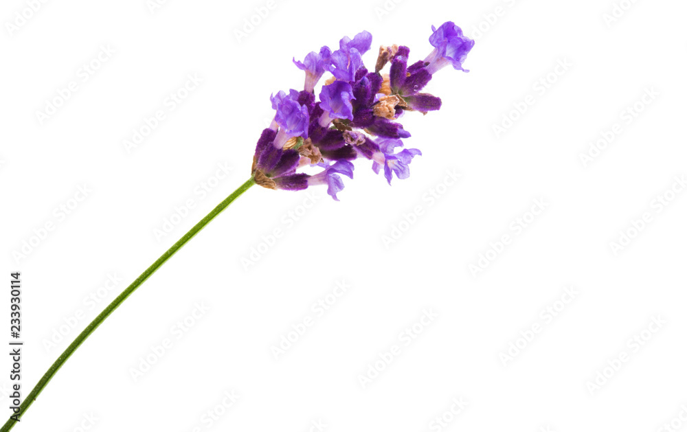 Obraz premium lavender isolated