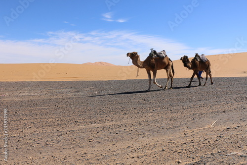 Two dromedaries traverse the dunes of Erg Chebbi in Merzouga