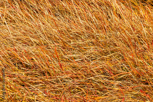 Brown grass in autumn season background