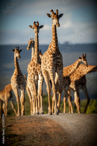 Journey of Giraffe