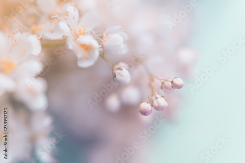 Small white summer flowers on a soft background