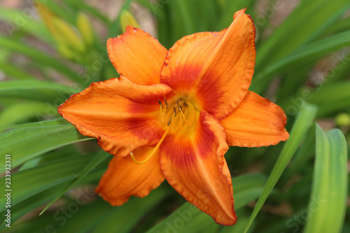 orange lily flower in garden © georowe