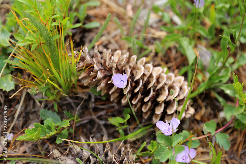wildflower with pine cone wildflower with pine cone