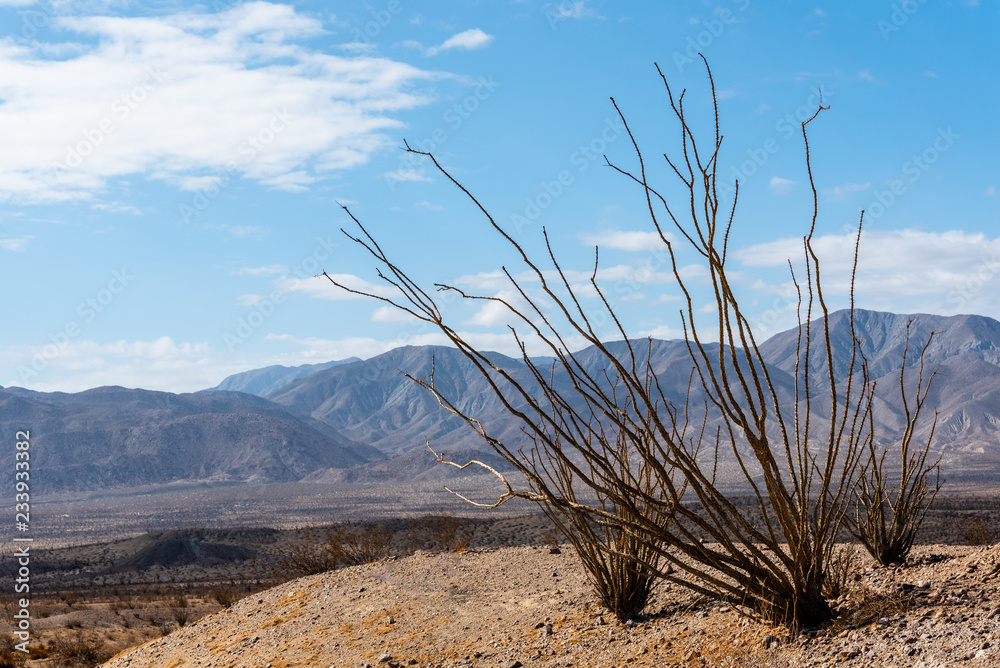 Φωτογραφία Ocotillo plant in the foreground of a mountain desert landscape in California